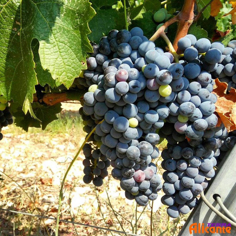 Экологически чистый виноград в Испании