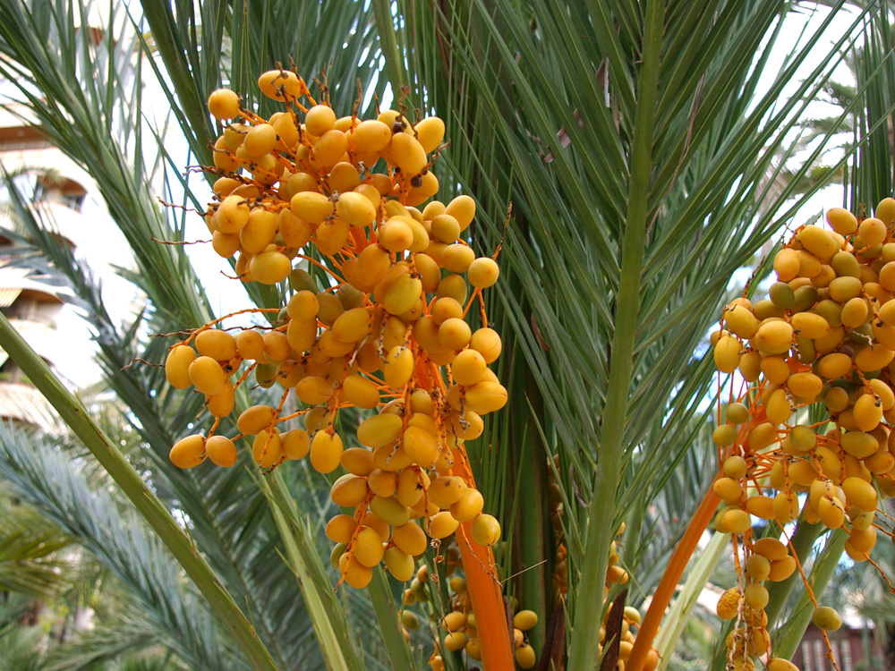 плоды финиковой пальмы