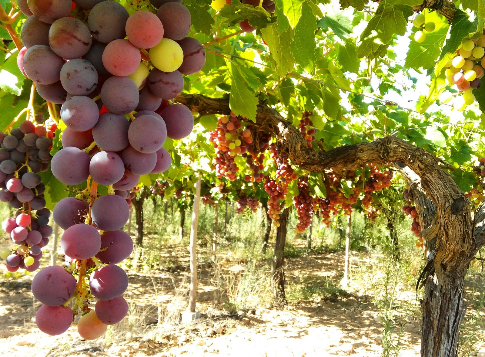 Аликанте виноградные плантации